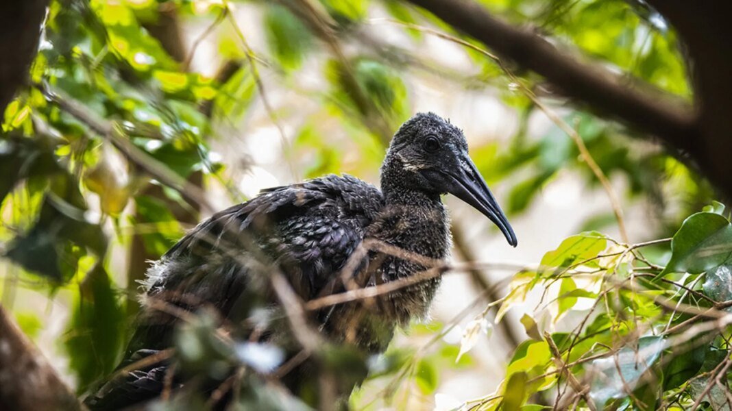 Accessibility at the Wilder Institute/Calgary Zoo